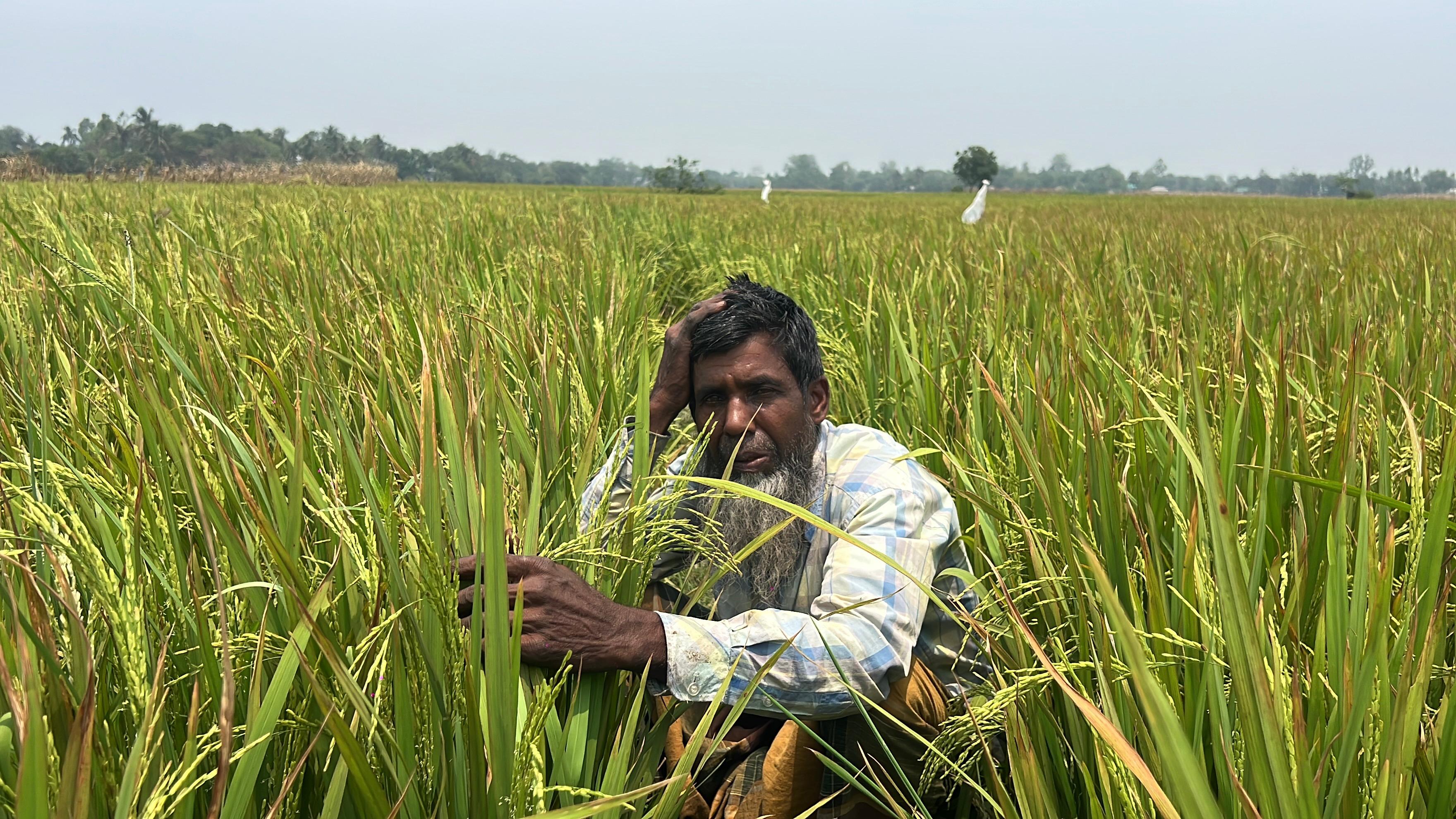 banglahour
