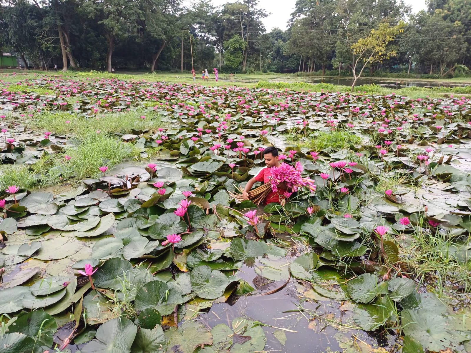 banglahour