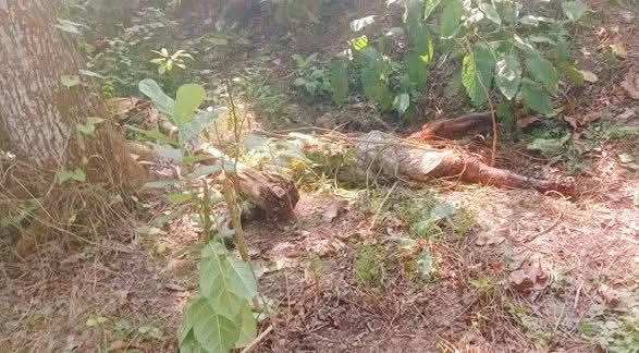 banglahour